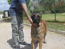 COYOTE, Hund, Malinois-Mix in Spanien - Bild 4