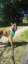 COYOTE, Hund, Malinois-Mix in Nideggen - Bild 1