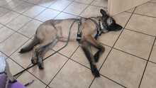 COYOTE, Hund, Malinois-Mix in Nideggen - Bild 10
