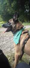 COYOTE, Hund, Malinois-Mix in Nideggen - Bild 2