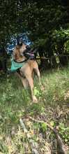 COYOTE, Hund, Malinois-Mix in Nideggen - Bild 3