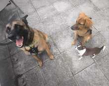 COYOTE, Hund, Malinois-Mix in Nideggen - Bild 4