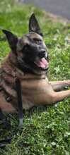 COYOTE, Hund, Malinois-Mix in Nideggen - Bild 5