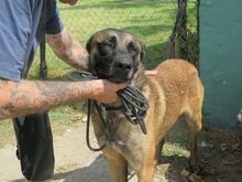 COYOTE, Hund, Malinois-Mix in Nideggen - Bild 8