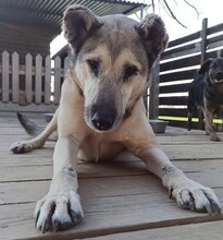 TEREZA, Hund, Mischlingshund in Griechenland - Bild 2