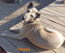 TEREZA, Hund, Mischlingshund in Griechenland - Bild 4