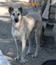 TEREZA, Hund, Mischlingshund in Griechenland - Bild 8