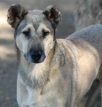 TEREZA, Hund, Mischlingshund in Griechenland - Bild 9