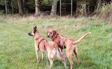 ESTEFANIA, Hund, Mischlingshund in Wegberg - Bild 6