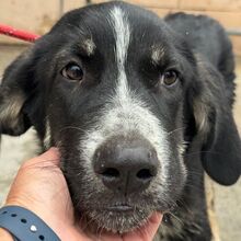 HENRIETTA, Hund, Mastin Español-Mix in Spanien - Bild 3