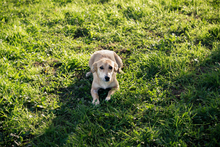 FINJA, Hund, Mischlingshund in Kroatien - Bild 3