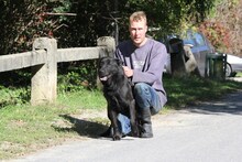 PALIKA, Hund, Mudi-Mix in Ungarn - Bild 2