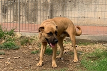 TOMMASONE, Hund, Boxer-Mix in Italien - Bild 5