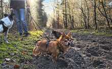 PERLA, Hund, Mischlingshund in Bielefeld - Bild 2