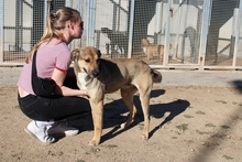 PONGO, Hund, Deutscher Schäferhund-Mix in Italien - Bild 10