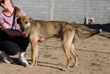PONGO, Hund, Deutscher Schäferhund-Mix in Italien - Bild 11