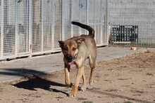 PONGO, Hund, Deutscher Schäferhund-Mix in Italien - Bild 12