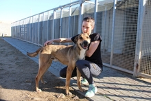 PONGO, Hund, Deutscher Schäferhund-Mix in Italien - Bild 14