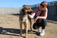 PONGO, Hund, Deutscher Schäferhund-Mix in Italien - Bild 15