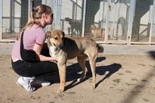 PONGO, Hund, Deutscher Schäferhund-Mix in Italien - Bild 3