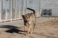 PONGO, Hund, Deutscher Schäferhund-Mix in Italien - Bild 5