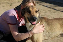 PONGO, Hund, Deutscher Schäferhund-Mix in Italien - Bild 9