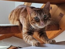 NEMO, Katze, Europäisch Kurzhaar in Werbach