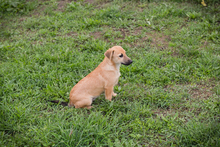 CHIPNUMMER212593, Hund, Mischlingshund in Kroatien - Bild 3