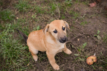 CHIPNUMMER212593, Hund, Mischlingshund in Kroatien - Bild 4