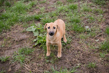 CHIPNUMMER212593, Hund, Mischlingshund in Kroatien - Bild 5