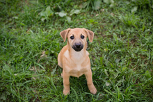 CHIPNUMMER212593, Hund, Mischlingshund in Kroatien - Bild 6