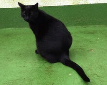 ISIS, Katze, Europäisch Kurzhaar in Spanien - Bild 4