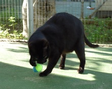 ISIS, Katze, Europäisch Kurzhaar in Spanien - Bild 5