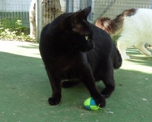 ISIS, Katze, Europäisch Kurzhaar in Spanien - Bild 6