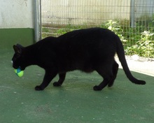 ISIS, Katze, Europäisch Kurzhaar in Spanien - Bild 7