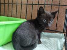 ISIS, Katze, Europäisch Kurzhaar in Spanien - Bild 8