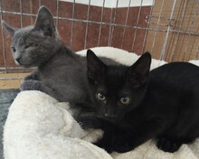 ISIS, Katze, Europäisch Kurzhaar in Spanien - Bild 9