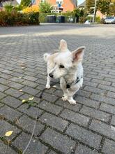 EMMA, Hund, West Highland White Terrier in Berlin