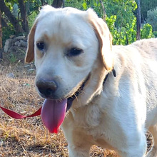 KOKY, Hund, Labrador-Neufundländer-Mix in Italien - Bild 1