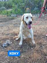 KOKY, Hund, Labrador-Neufundländer-Mix in Italien - Bild 2