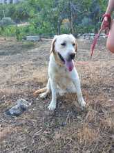 KOKY, Hund, Labrador-Neufundländer-Mix in Italien - Bild 5