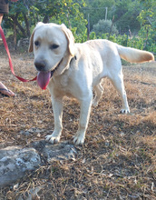 KOKY, Hund, Labrador-Neufundländer-Mix in Italien - Bild 6