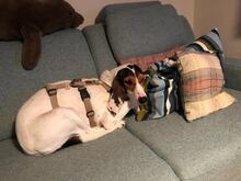 OLIVIA4, Hund, Litse Hound-Mix in Rheinbreitbach - Bild 10