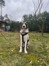 OLIVIA4, Hund, Litse Hound-Mix in Rheinbreitbach - Bild 11