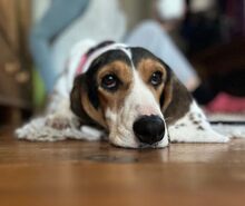 OLIVIA4, Hund, Litse Hound-Mix in Rheinbreitbach - Bild 12