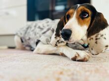 OLIVIA4, Hund, Litse Hound-Mix in Rheinbreitbach - Bild 13
