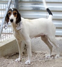 OLIVIA4, Hund, Litse Hound-Mix in Rheinbreitbach - Bild 14