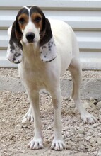OLIVIA4, Hund, Litse Hound-Mix in Rheinbreitbach - Bild 15