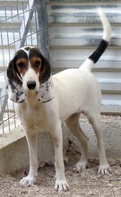 OLIVIA4, Hund, Litse Hound-Mix in Rheinbreitbach - Bild 17
