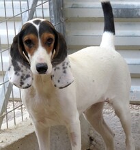 OLIVIA4, Hund, Litse Hound-Mix in Rheinbreitbach - Bild 18